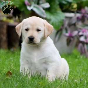Rianna, Yellow Labrador Retriever Puppy