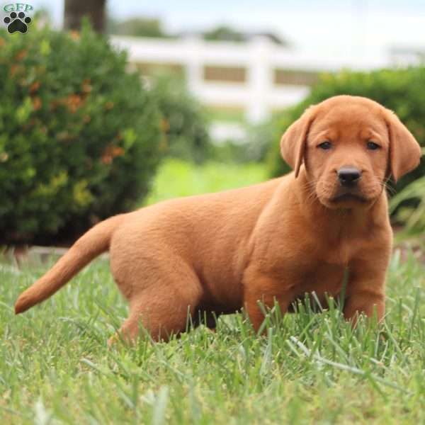 Rich, Fox Red Labrador Retriever Puppy