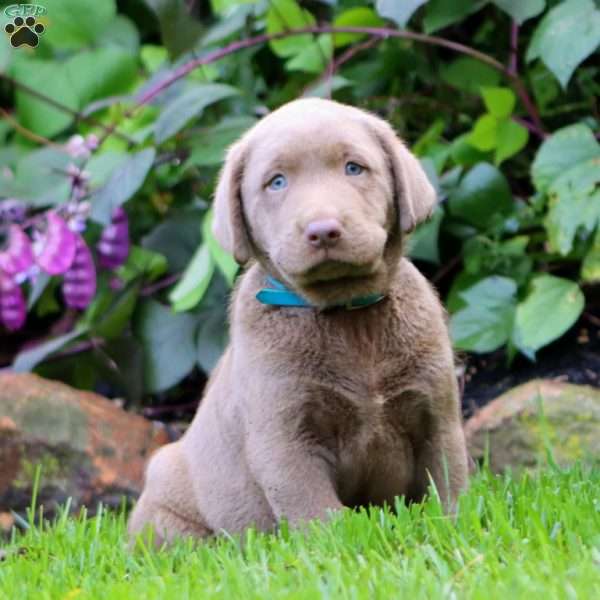Rich, Silver Labrador Retriever Puppy