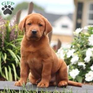 Rich, Fox Red Labrador Retriever Puppy