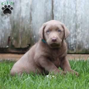 Rich, Silver Labrador Retriever Puppy