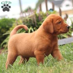 Rich, Fox Red Labrador Retriever Puppy