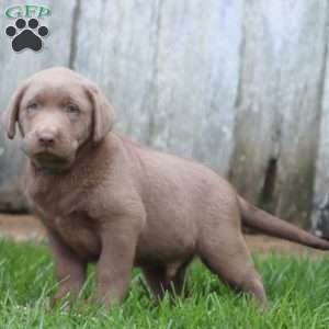 Rich, Silver Labrador Retriever Puppy