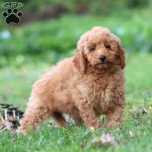 Ricky, Mini Goldendoodle Puppy