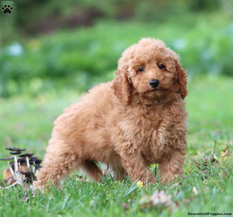 Ricky (Doodle / designer cross, Male) in Parkesburg, PA