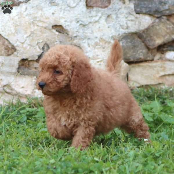 Ricky, Mini Goldendoodle Puppy
