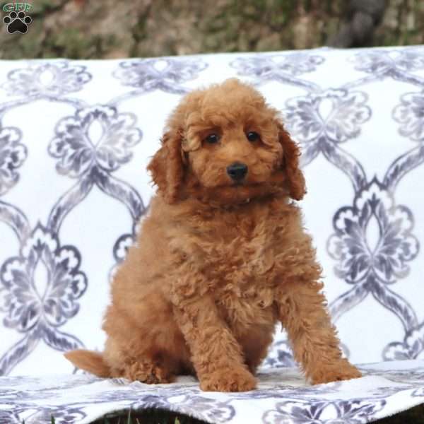 Ricky, Mini Goldendoodle Puppy