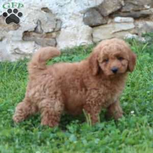 Ricky, Mini Goldendoodle Puppy