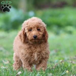 Ricky, Mini Goldendoodle Puppy