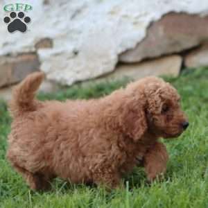 Ricky, Mini Goldendoodle Puppy