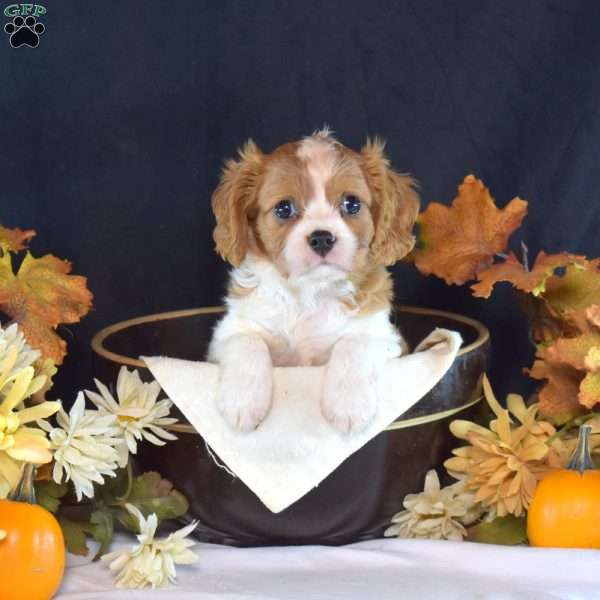 Rider, Cavalier King Charles Spaniel Puppy