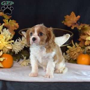 Rider, Cavalier King Charles Spaniel Puppy