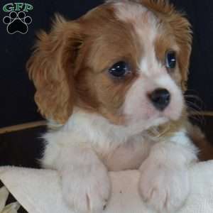 Rider, Cavalier King Charles Spaniel Puppy