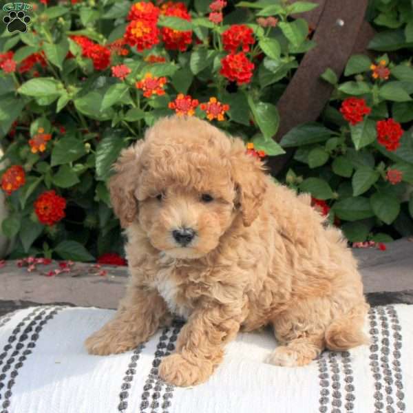 Riley, Bich-Poo Puppy