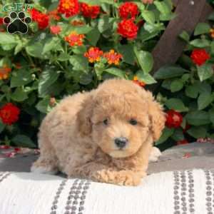 Riley, Bich-Poo Puppy