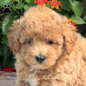 Riley, Bich-Poo Puppy