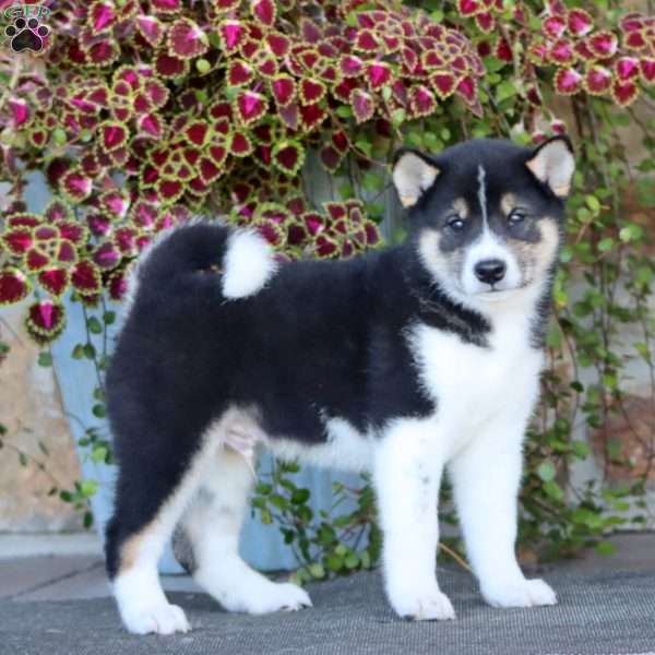 Riley, Shiba Inu Puppy