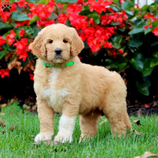 Riley, Goldendoodle Puppy