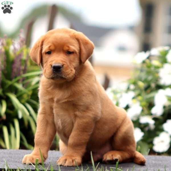 Riley, Fox Red Labrador Retriever Puppy