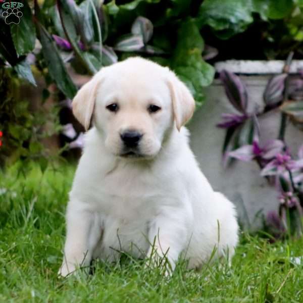 Riley, Yellow Labrador Retriever Puppy