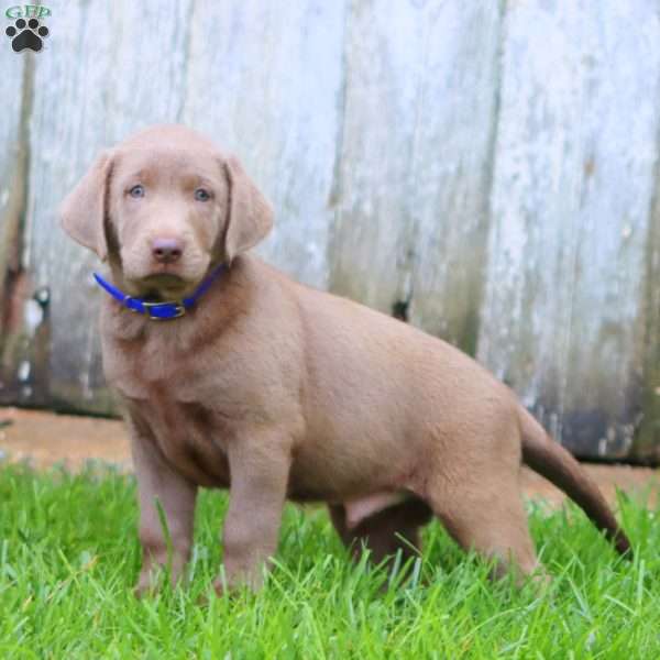 Riley, Silver Labrador Retriever Puppy
