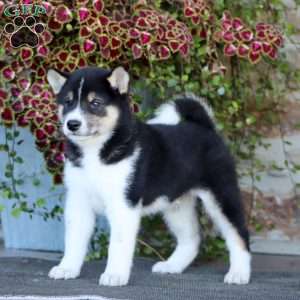 Riley, Shiba Inu Puppy