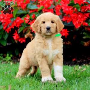 Riley, Goldendoodle Puppy