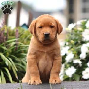 Riley, Fox Red Labrador Retriever Puppy