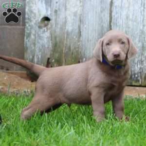 Riley, Silver Labrador Retriever Puppy