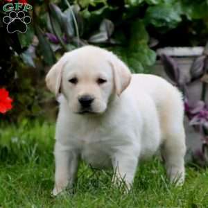 Riley, Yellow Labrador Retriever Puppy