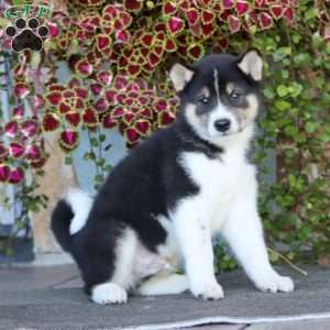 Riley, Shiba Inu Puppy