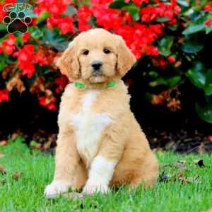 Riley, Goldendoodle Puppy