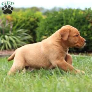 Riley, Fox Red Labrador Retriever Puppy