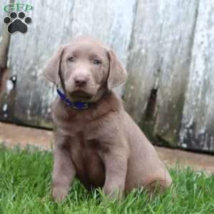 Riley, Silver Labrador Retriever Puppy