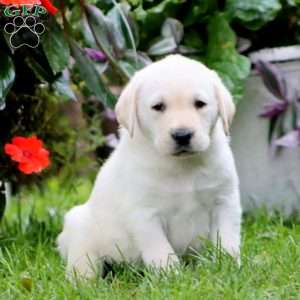 Riley, Yellow Labrador Retriever Puppy