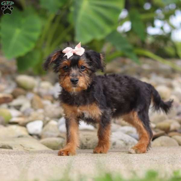 Riot, Yorkie Poo Puppy