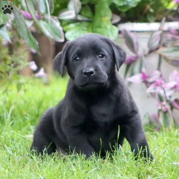 Ripple, Black Labrador Retriever Puppy