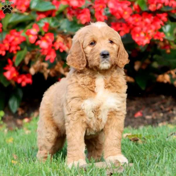Ripple, Goldendoodle Puppy