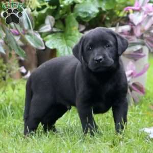 Ripple, Black Labrador Retriever Puppy