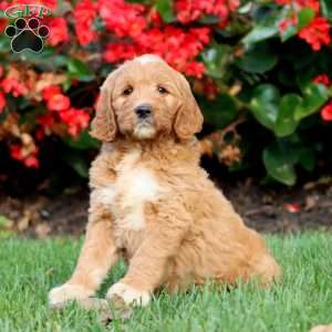 Ripple, Goldendoodle Puppy