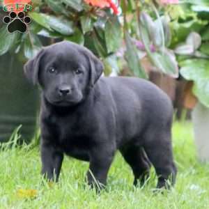 Ripple, Black Labrador Retriever Puppy