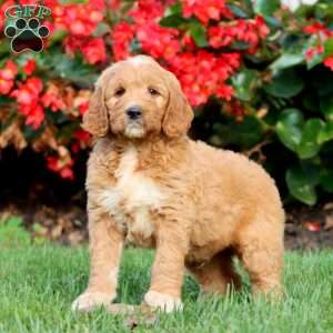 Ripple, Goldendoodle Puppy