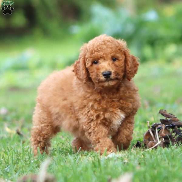 Ritz, Mini Goldendoodle Puppy