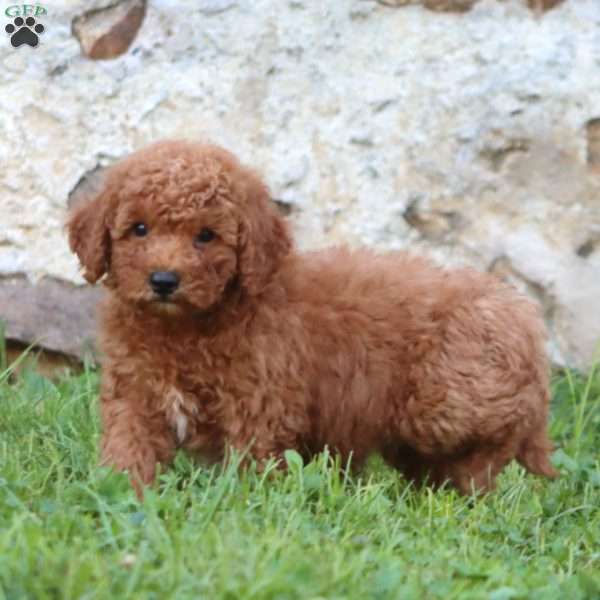 Ritz, Mini Goldendoodle Puppy