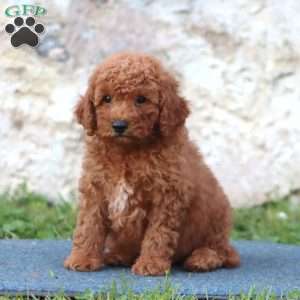 Ritz, Mini Goldendoodle Puppy