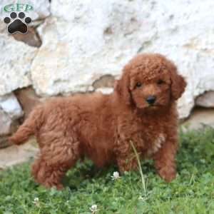 Ritz, Mini Goldendoodle Puppy