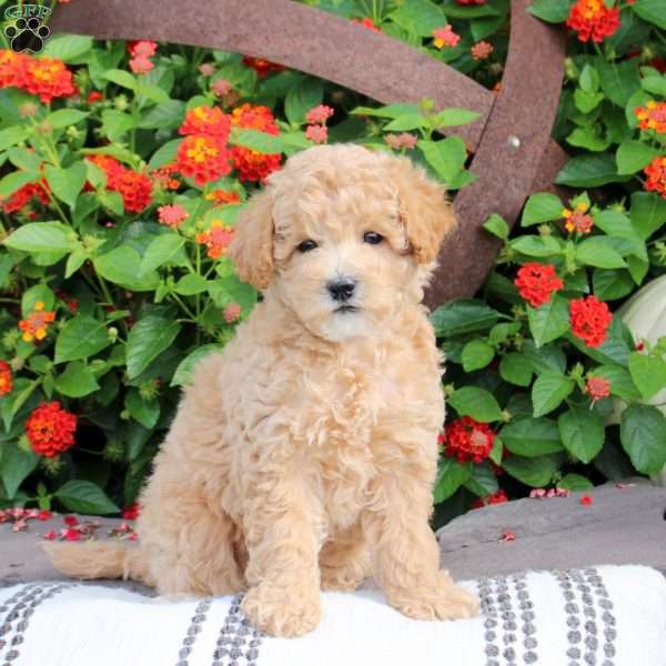 River, Bich-Poo Puppy