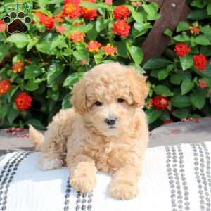 River, Bich-Poo Puppy