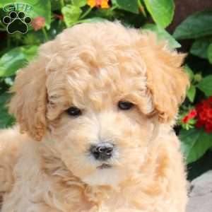River, Bich-Poo Puppy