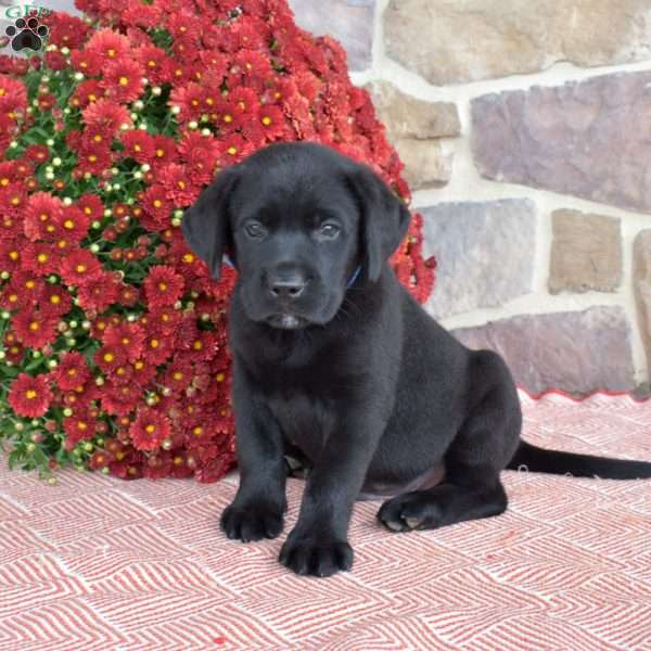 Rocky, Black Labrador Retriever Puppy